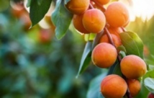 Malatya Kayısısının hasadı başladı ama fiyatı dudak uçuklattı