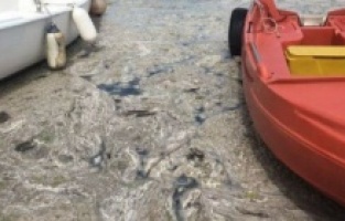 Müsilaj temizliğini Bakan Kurum paylaştı