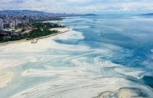 Müsilajın kaynağı nedir? İşte araştırmaların sonucu!