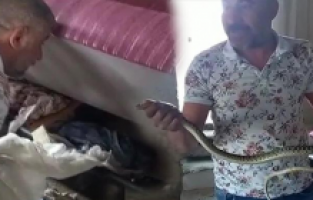 Nevşehir’de yılan paniği