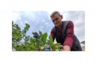 Sağlık dostu bu meyvenin kilosu 100 liradan satılıyor!