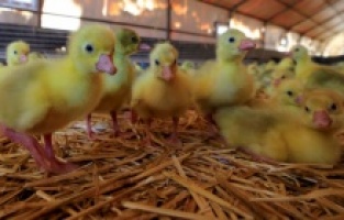 Türkiye'de kaz üretimini 4 senede 100 kat artırdı! Şimdi yurt dışına ihracat hedefleniyor!