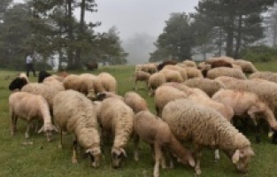 Yaylaya göçler başladı