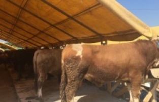 Kurban bayramı yaklaşırken kurbanlıklar da pazarlarda yerini aldı!