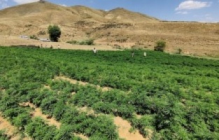 Bingöl'de narkoterör operasyonu! 15 milyon 217 bin kök kenevir ele geçirildi!