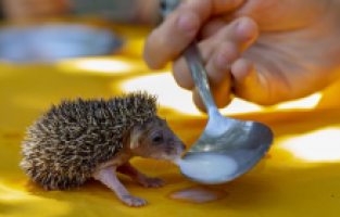 Diyarbakır'da hayvan dostu aile 7 kirpi yavrusunu kaşıkla süt vererek besliyor