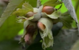 Fındıkta rekolte oyunu