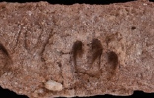 10.000 bin yıl önce Keçileri ilk evcilleştiren İranlılar oldu