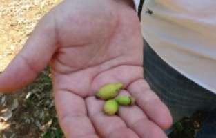 Kozan Barajında korkutan kuraklık