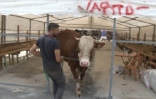 Kurban pazarının 1 tonluk 'Efe'si alıcısını bekliyor