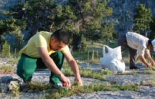 Toros Dağları'nın kekiği her derde deva