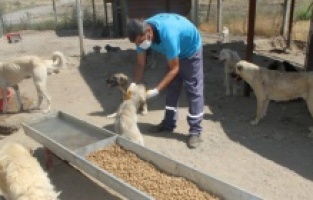 Yukarısalat’ta Can Dostlara Bismil Belediyesi Sahip Çıktı!
