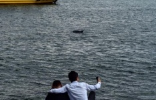 Yunuslar müsilaja rağmen boğaza akın etti!