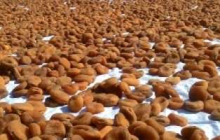 Kayısı’dan yüzde 55 daha fazla döviz