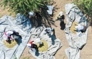 Diyarbakırlı genç Tıp Fakültesi'ni bıraktı bu işe girdi