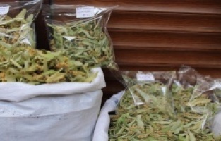 Bu kış hasta olmayın! Ihlamur fiyatları cep yakıyor