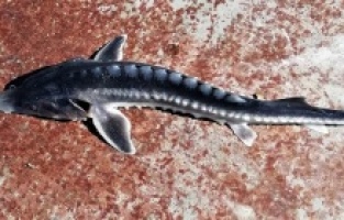 Keban Baraj Gölü'nden çıkan balık şaşkınlığa neden oldu