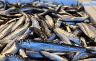 Hamsideki bolluk fiyatları düşürdü