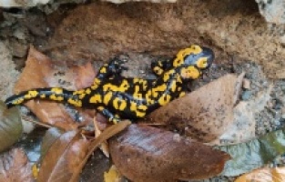 Sarı benekli semender Batman'da bulundu