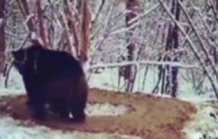 20 yıl zincire bağlı kalan ayı doğaya salındı, yaptığı hareket herkesi kahretti