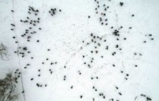 500 kişi kar topu savaşı yaptı