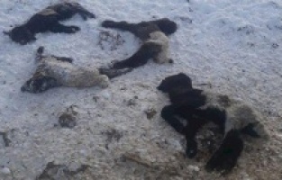 Batman'da aç kalan kurtlar dehşeti yaşattı