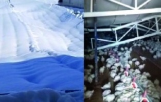 Çiftliğin çatısı çöktü, binlerce tavuk telef oldu