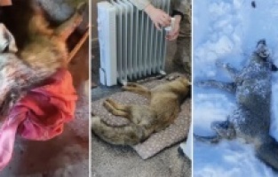 Donmak üzere olan tilkinin yardımına koştular