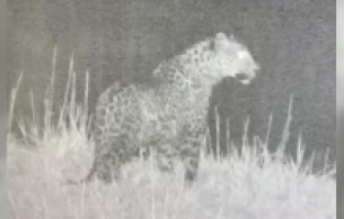 Nesli tükendi sanılıyordu: geri döndü