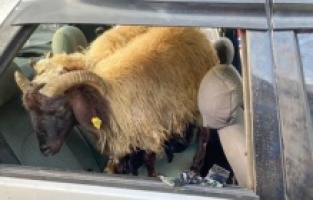 Diyarbakır'da kaza yapan aracın içinden çalıntı koyunlar çıktı