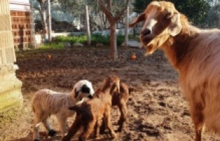 Keçi üçüz doğurdu, yavrulardan birinin kuzu olması görenleri şaşırttı