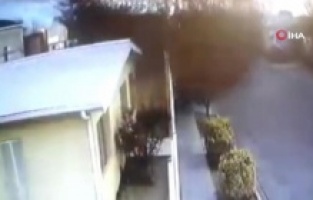 Meksika’da kuş sürüsü yere çakıldı, onlarca kuş telef oldu