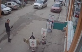 Pitbull köpeğini sokak köpeğine saldırttı, selfie çekti