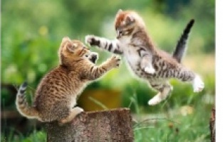 Alerjisi olanlar için kedili bir hayat mümkün