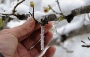 Meteoroloji tarafından kayısı üreticilerine zirai don uyarası yapıldı