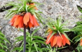 Bu çiçeği koparana 80 bin lira ceza