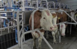 Çiftçilerin isyanı: İhracat kısıtlanmasın