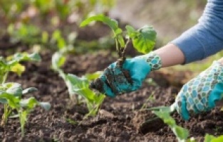 Gübre ve Hayvan yeminde rekor artış