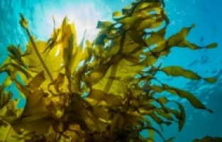 Olası bir kıyamete karşı yanınızda deniz yosunu bulundurun