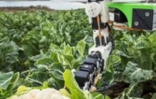 Sebze toplayan robot geliştirdiler