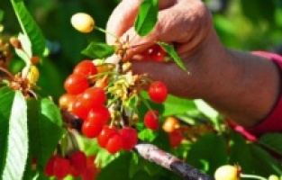 Sezonun ilk kirazının fiyatı dudak uçuklattı