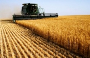 Türkiye, buğday için Hindistan'ın kapısını çalacak