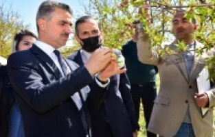 Vali Baruş Kayısı Bahçelerinde İncelemelerde Bulundu