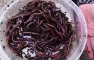 30 santimetre zıplayabilen "çılgın" solucan istilası ABD'yi alarma geçirdi