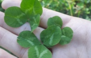 4 Yapraklı Mucizeye İnanır Mısınız?