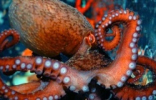 Ahtapotlar Başka Gezegenden Gelmiş Olabilir!