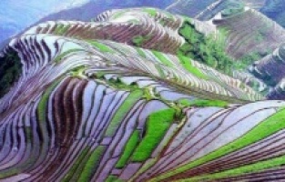 Çin'deki pirinç tarlalarında bahar manzarası