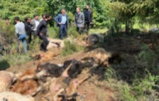 Çoban gözlerine inanamadı! Kaşla göz arasında tüm koyun sürüsü küle döndü