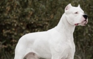 Danıştay'dan 'Dogo Argentino' kararı