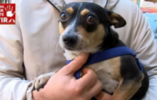 Havladı diye köpeğe bıçakla saldırdı